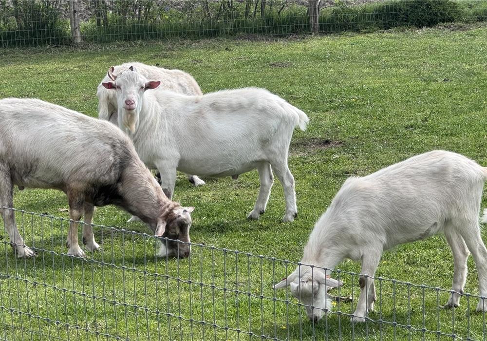 Welkom